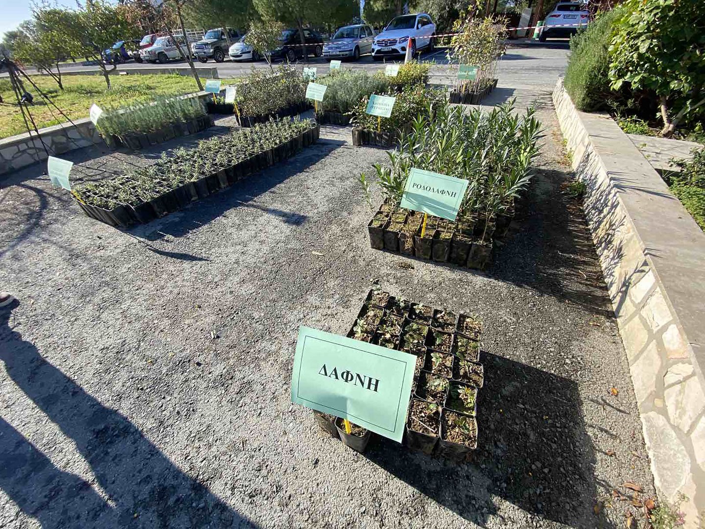image Forestry dept to give out free trees to families