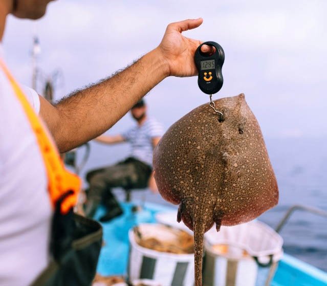 image Sharks and rays: they’re not scary yet they’re under threat