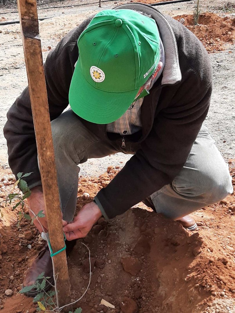 image Greens mark 25th anniversary with tree planting event