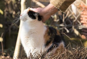 feature corona2 rafael had never considered being a pet owner before corona