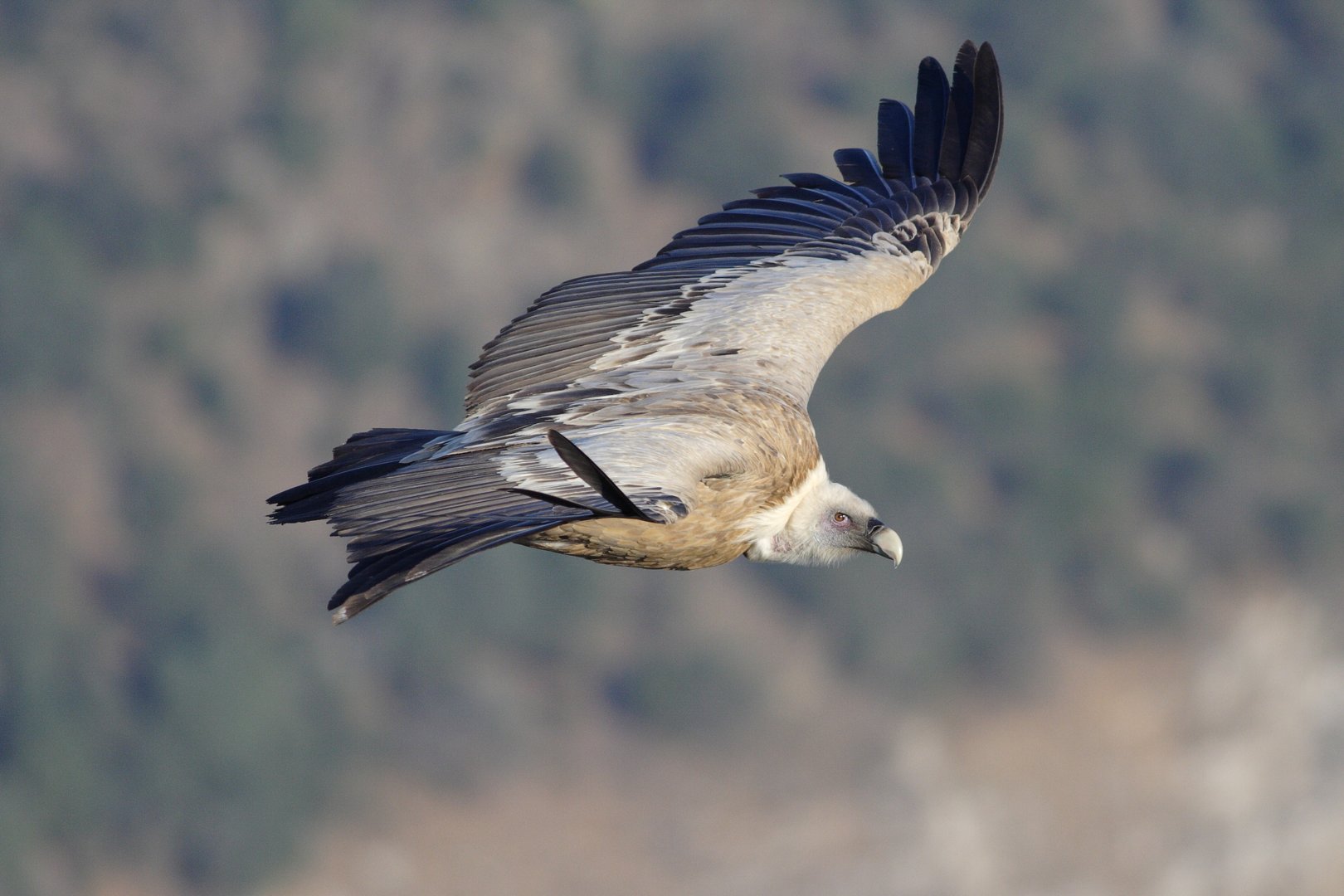 image Animal poisonings: the lethal food chain  