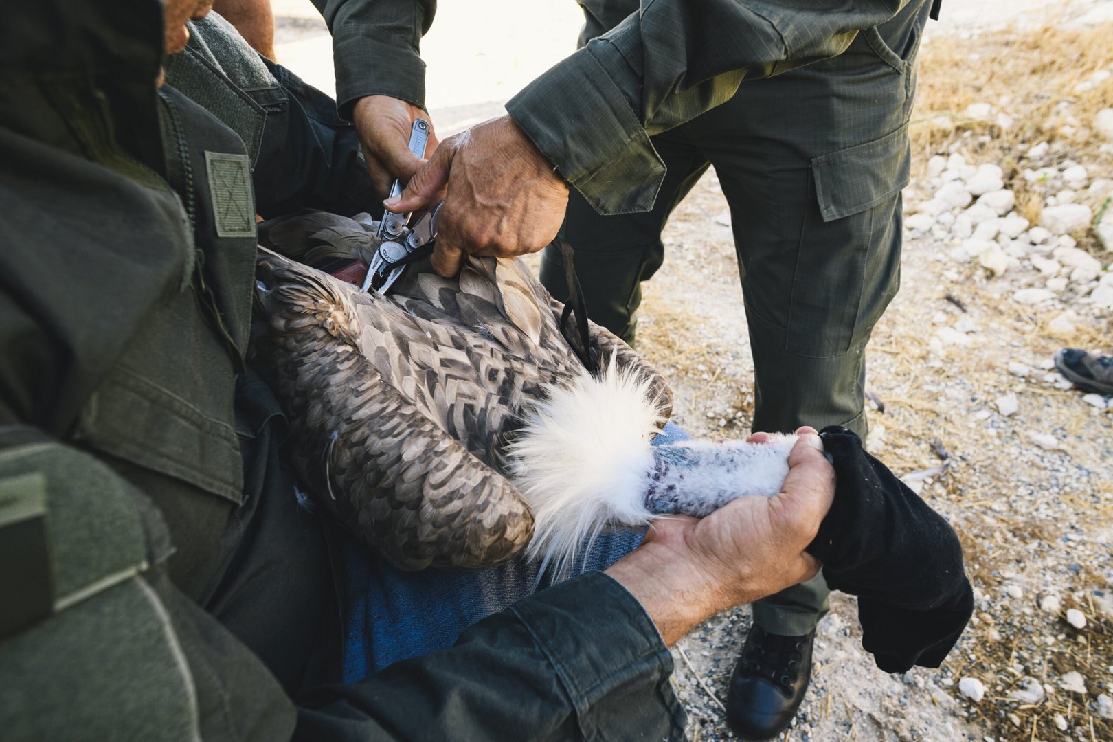 griffon vulture fitted with gps transmitter by silvio a. rusmigo