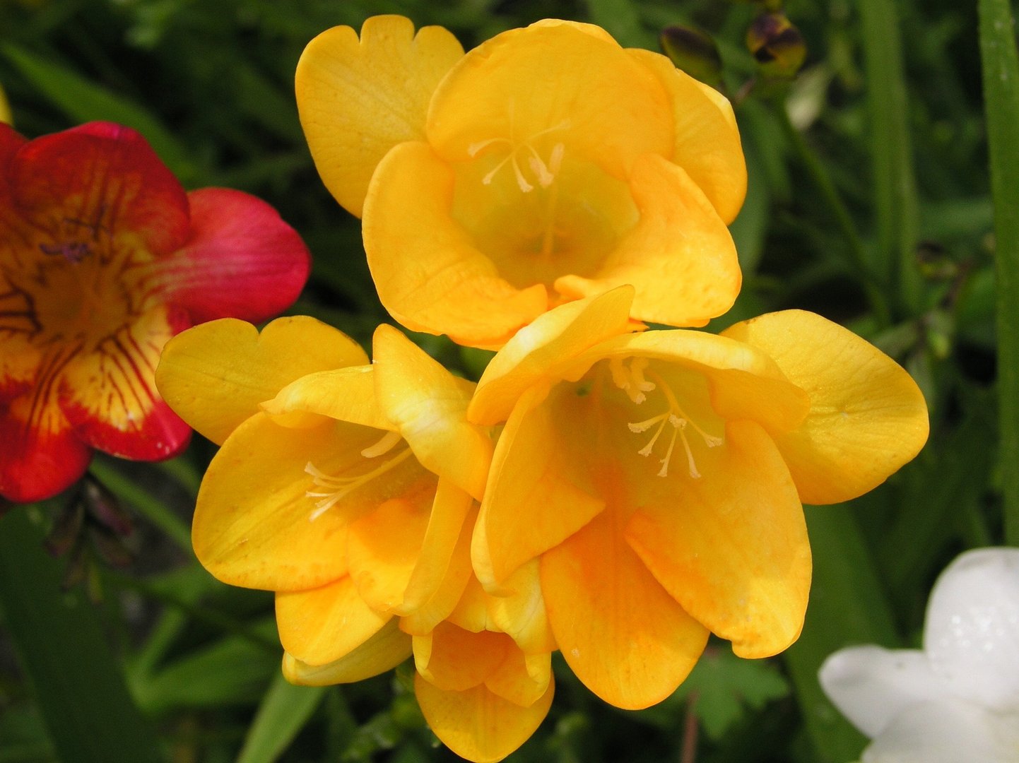 image Gardening in March: ‘month of expectation’
