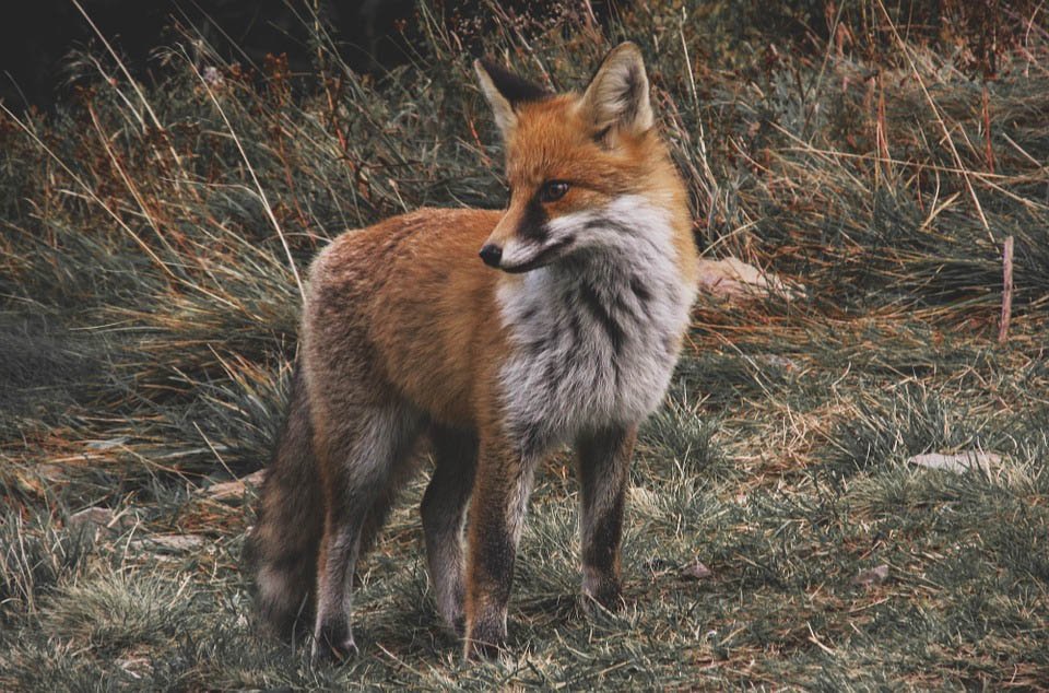 image Lessons learned from roadkill