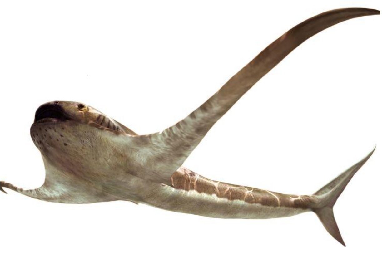 image Bizarre ancient shark glided through the sea with lengthy wing-like fins