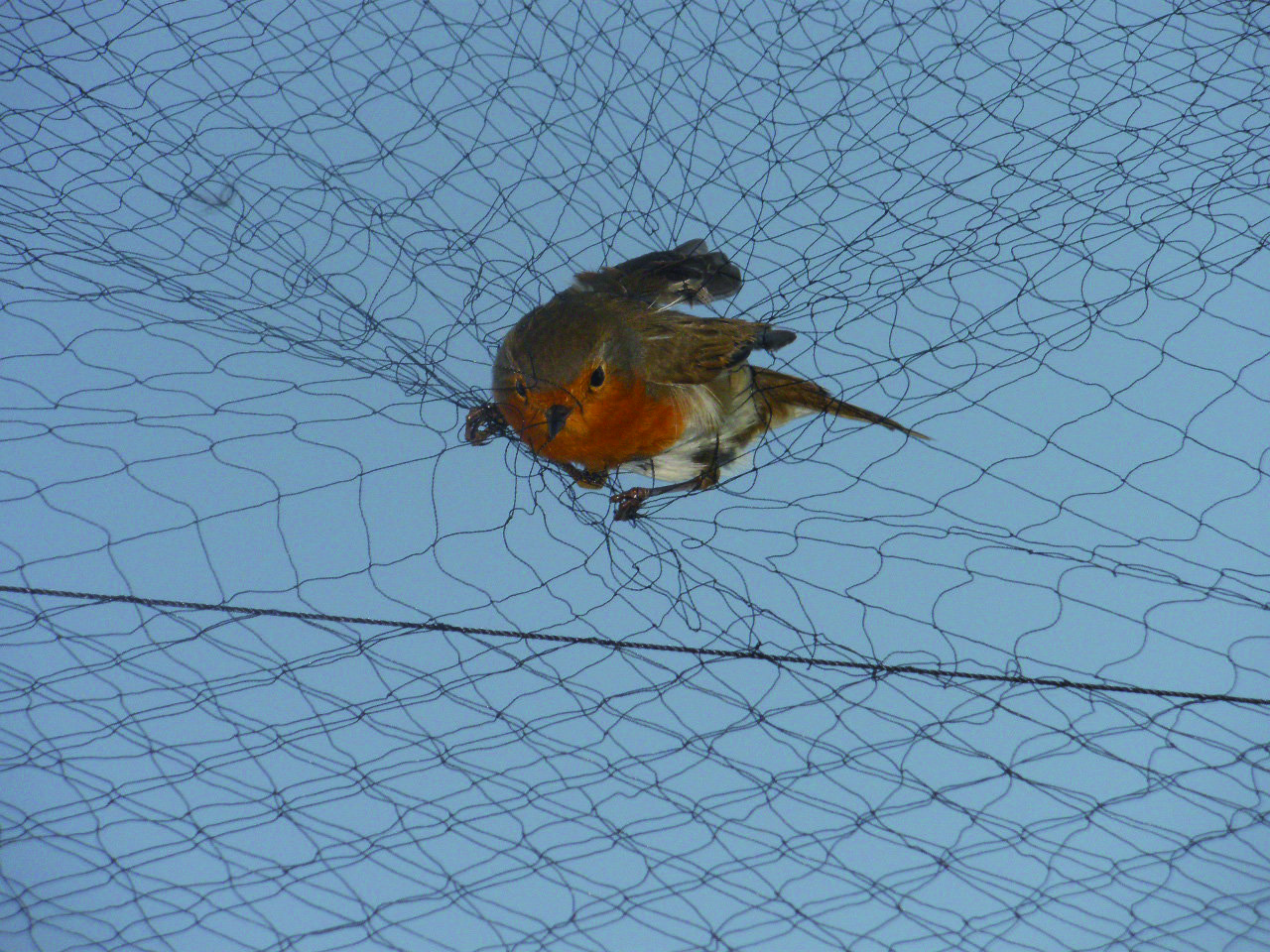 image Six bird trappers arrested in the past two weeks