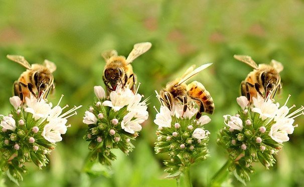 image Bee projects a hive of activity despite pandemic