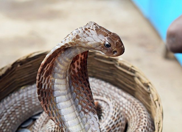 image Cypriot in critical condition in Athens hospital after cobra bite
