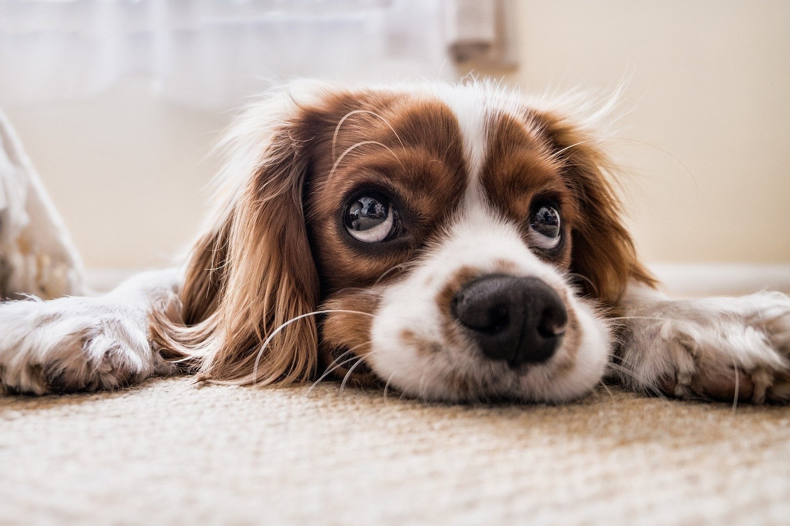 image Animal Party calls on state to donate land to rescue dog shelter