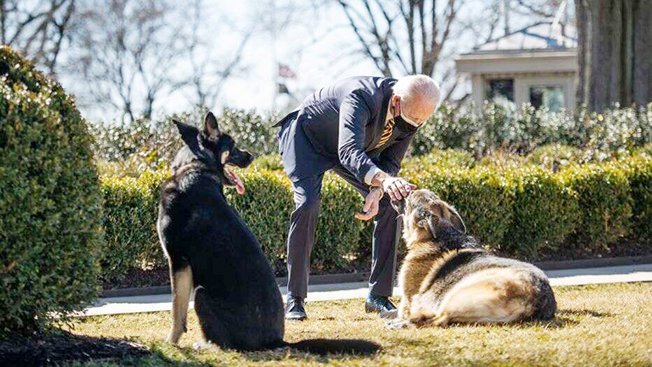 image Biden&#8217;s German Shepherd Major in dog house a second time for biting
