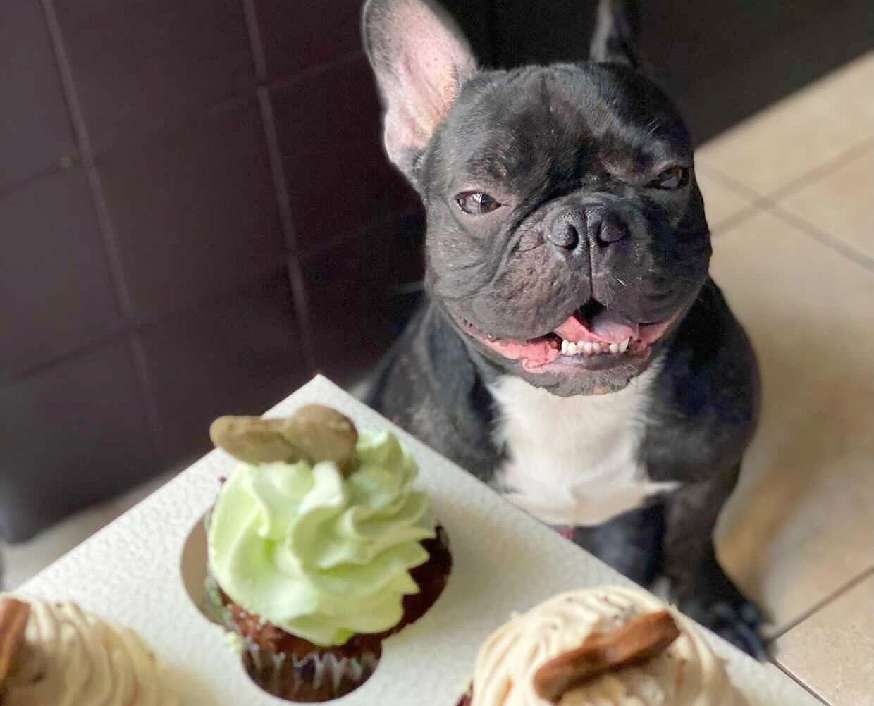 image Cupcakes for canines