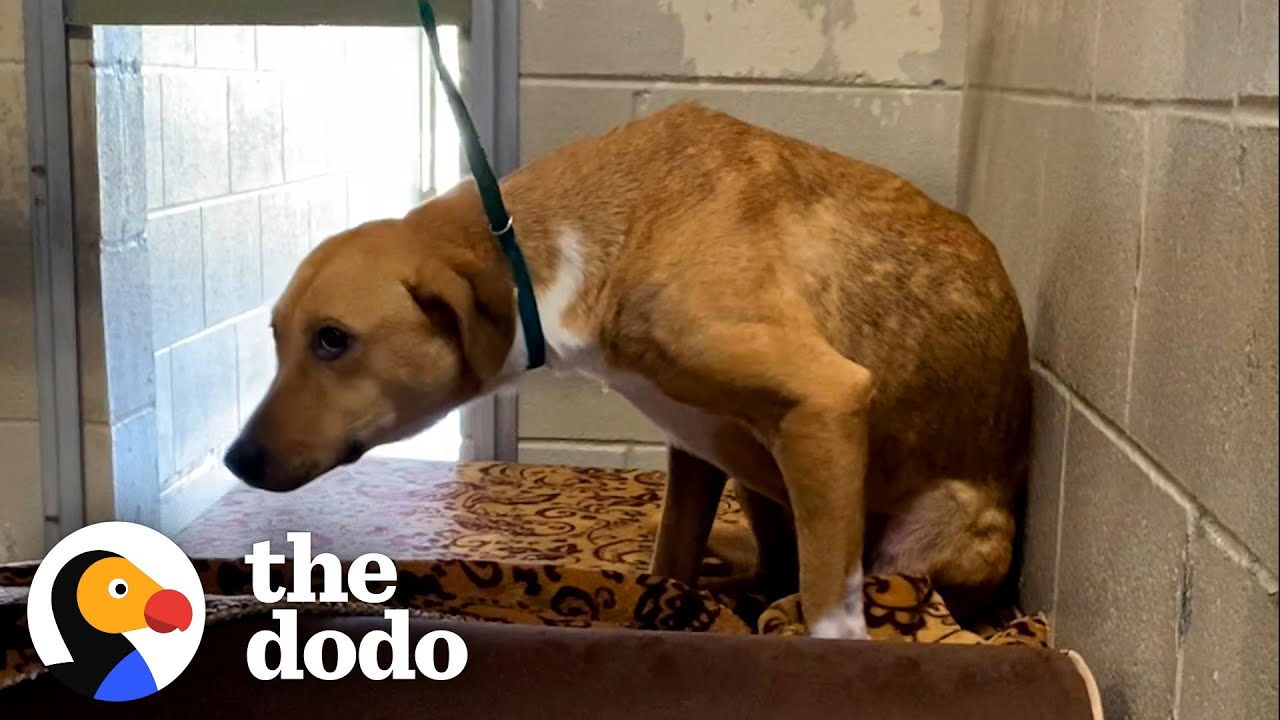 image Eliza&#8217;s journey: how a traumatised shelter dog found a new life