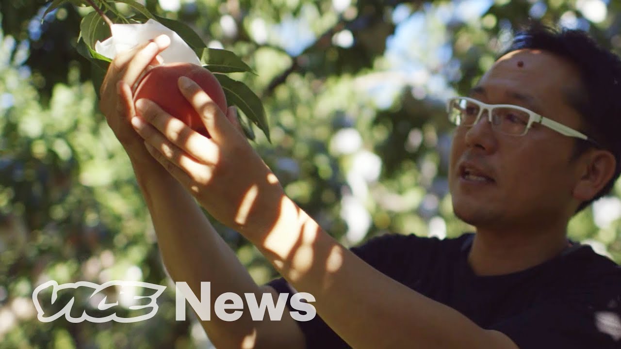 image Farming in Fukushima a decade on from region&#8217;s nuclear meltdown