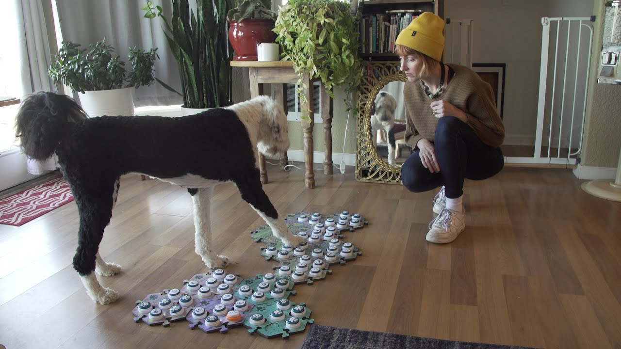 image Button talk: how one dog has learnt to speak to her human