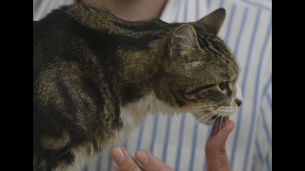 image How to get your cat to eat new food