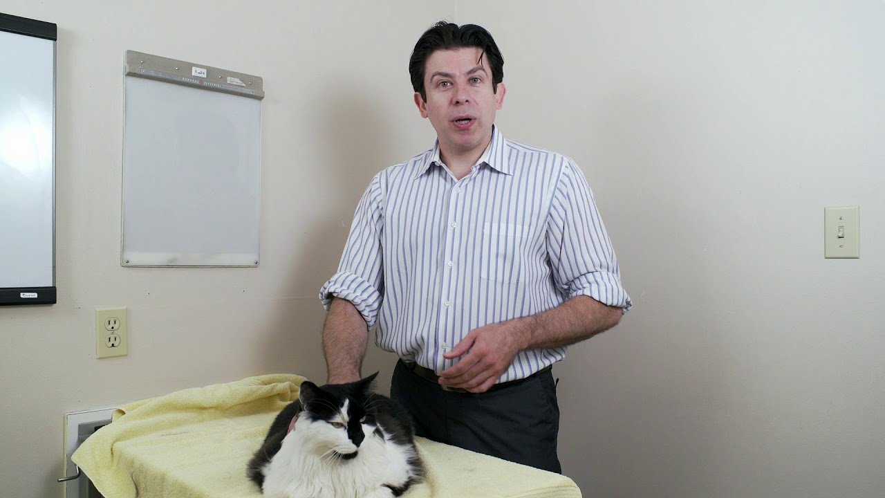 image Cat names that get your feline&#8217;s attention