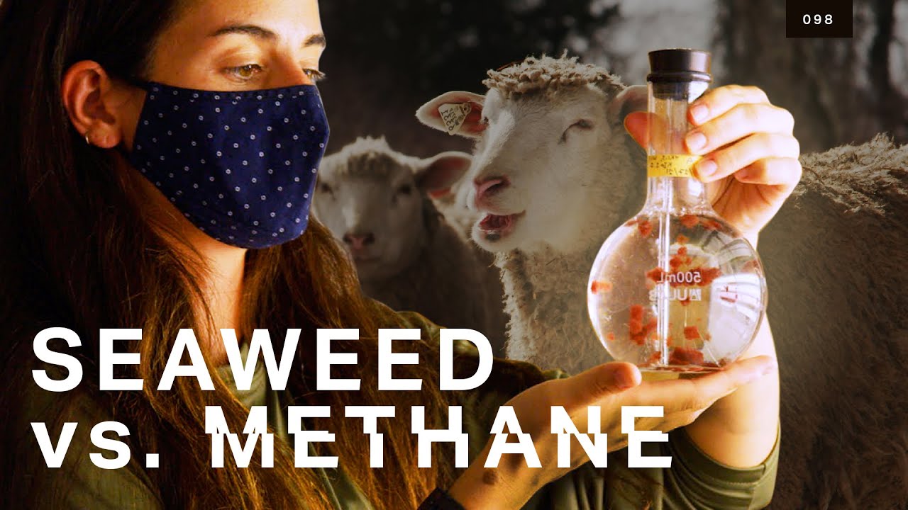 image Managing methane: the seaweed that can fight climate change