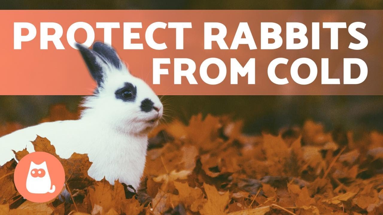 image How to keep rabbits warm in cold weather