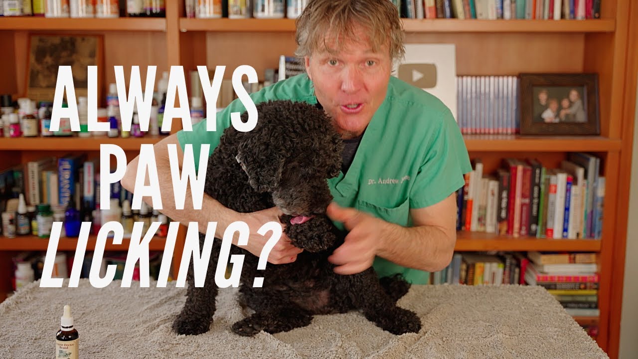 image Excessive paw licking: why it happens and what you can do