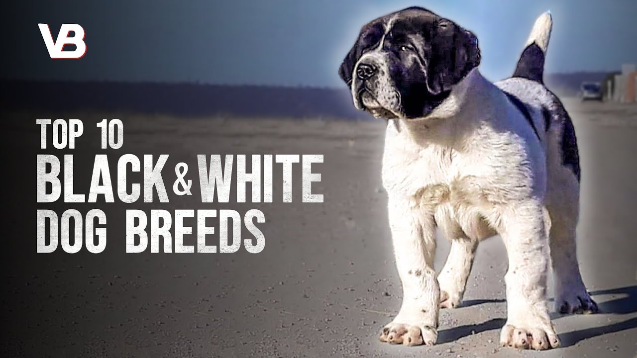 image Meet the breeds: the 10 most common black and white dogs