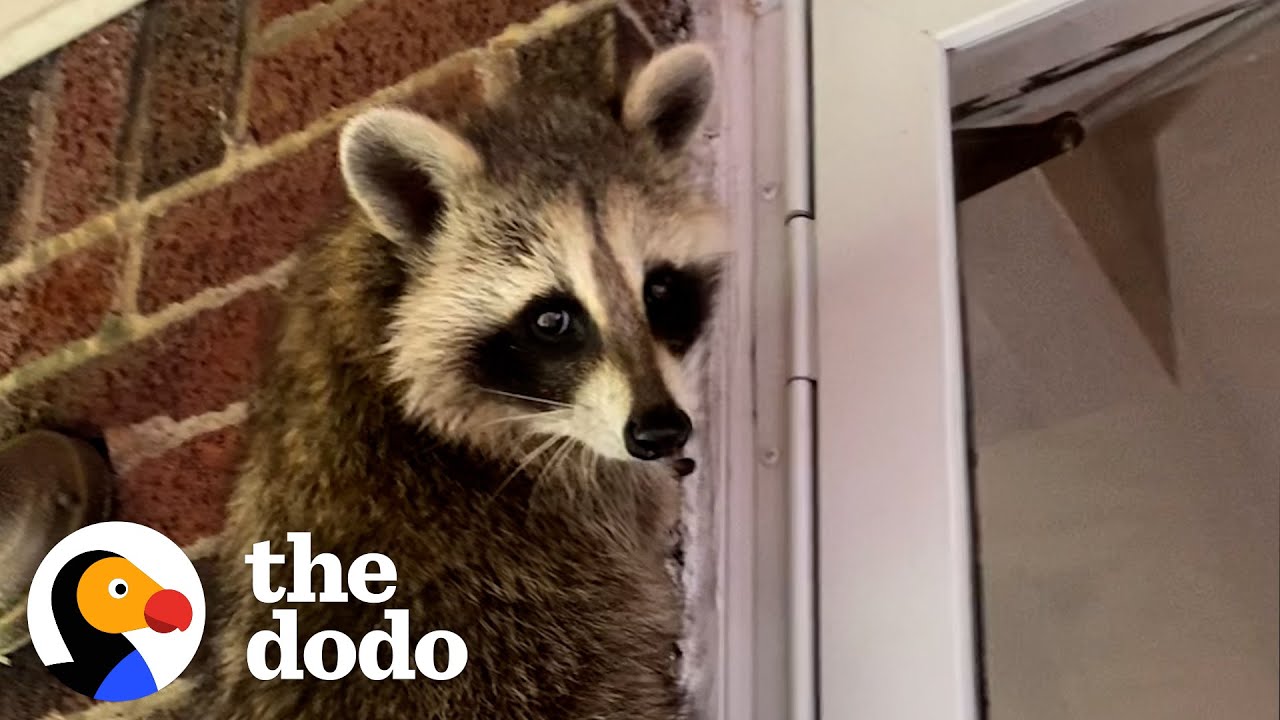 image How a rehabbed little raccoon keeps her human family ties