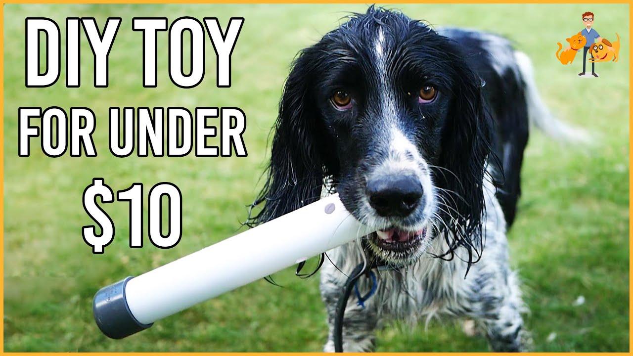 image How to make a (near-indestructible) toy for your dog