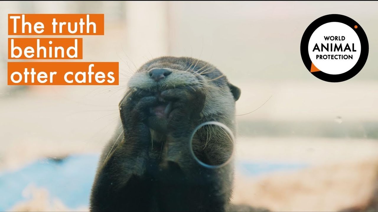 image The sinister truth behind the otter pet fad