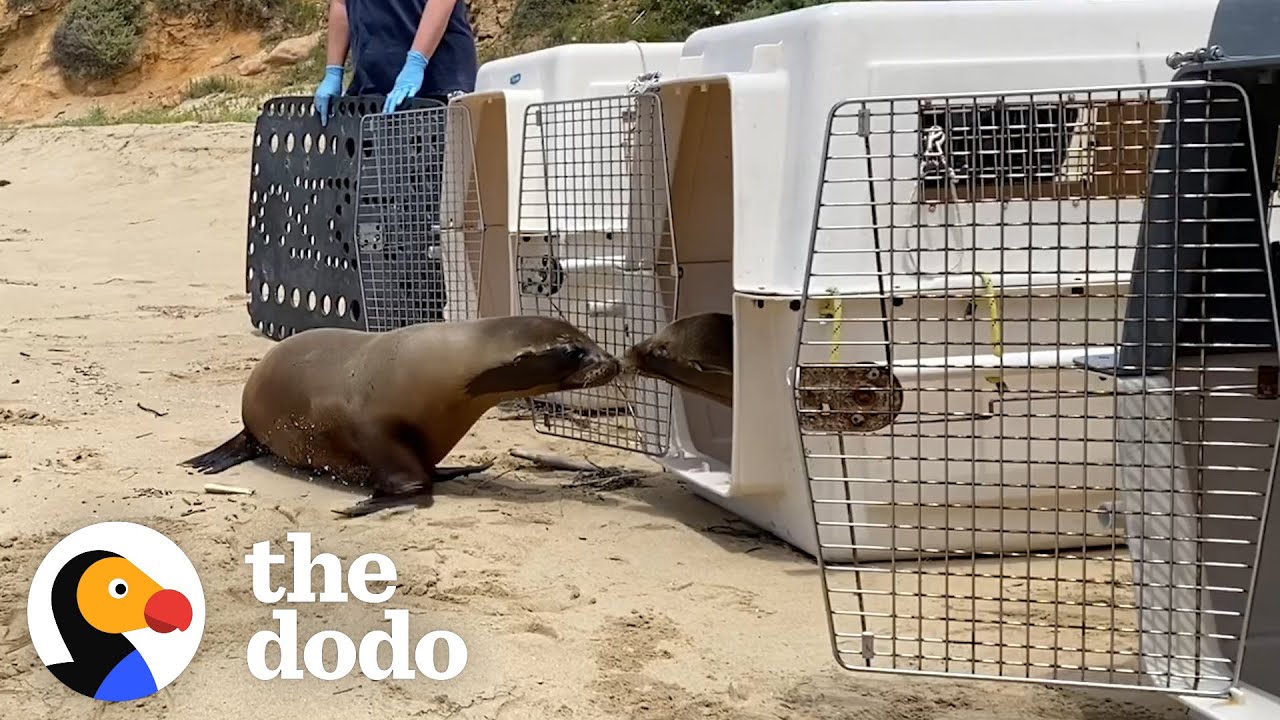 image How a best friend helped a baby sea lion return to the ocean