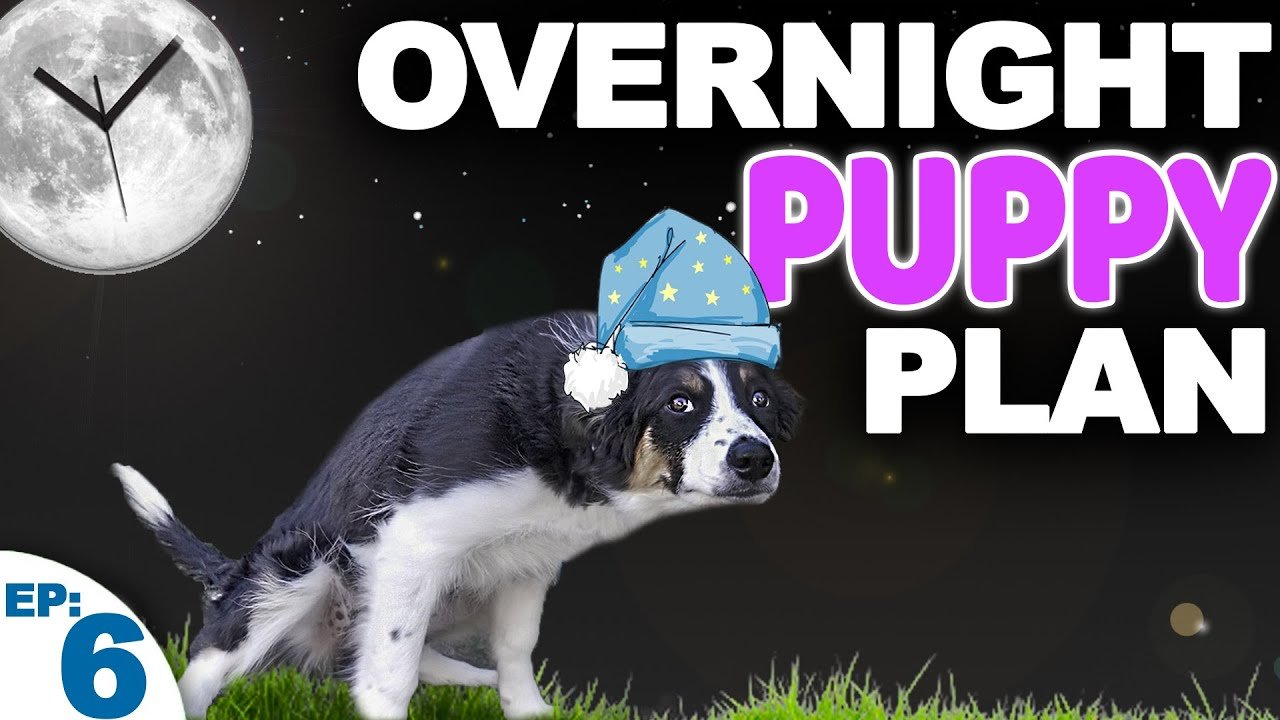 image Night-time puppy potty training, without an alarm