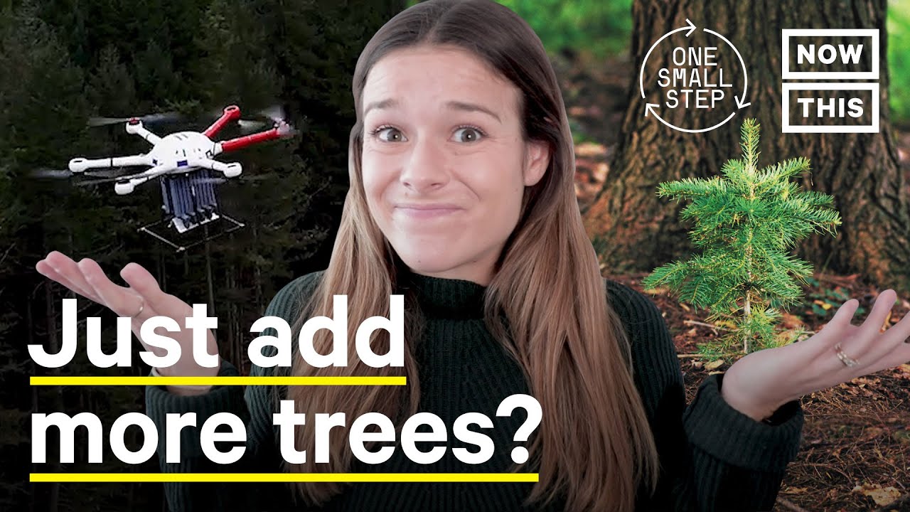 image Can planting trees achieve the climate impact intended?