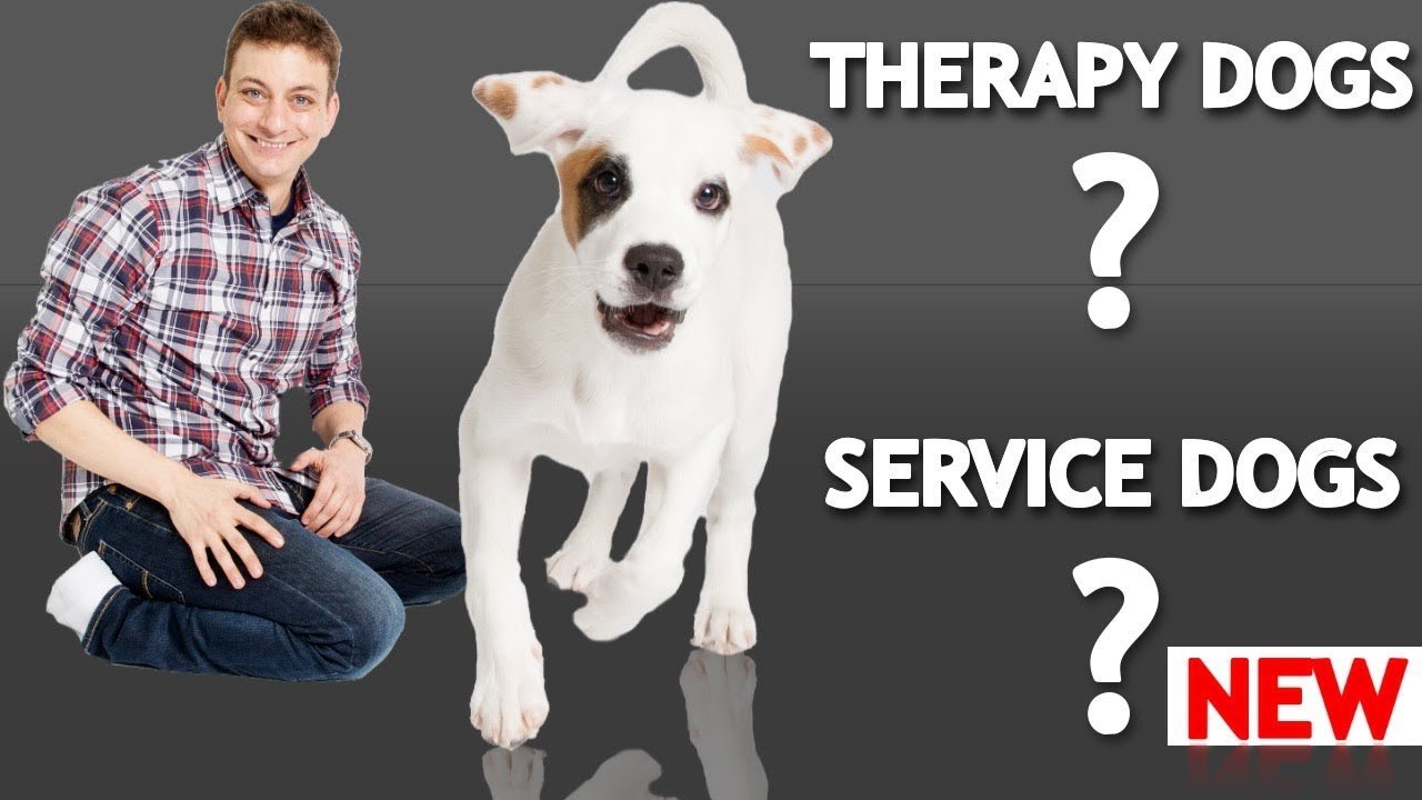 image The differences between Service, Therapy and Emotional Support dogs