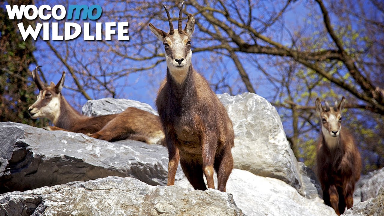 image The return of the once-endangered ibex to the Swiss Alps