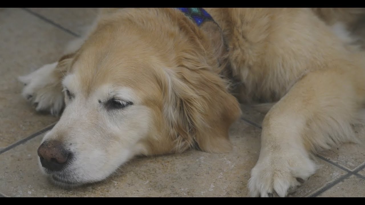 image How to tell if your dog has arthritis