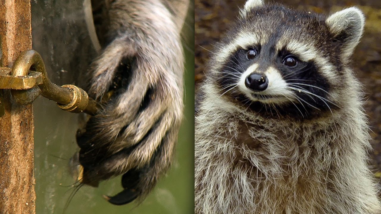 image The problem-solving skills of a hungry racoon