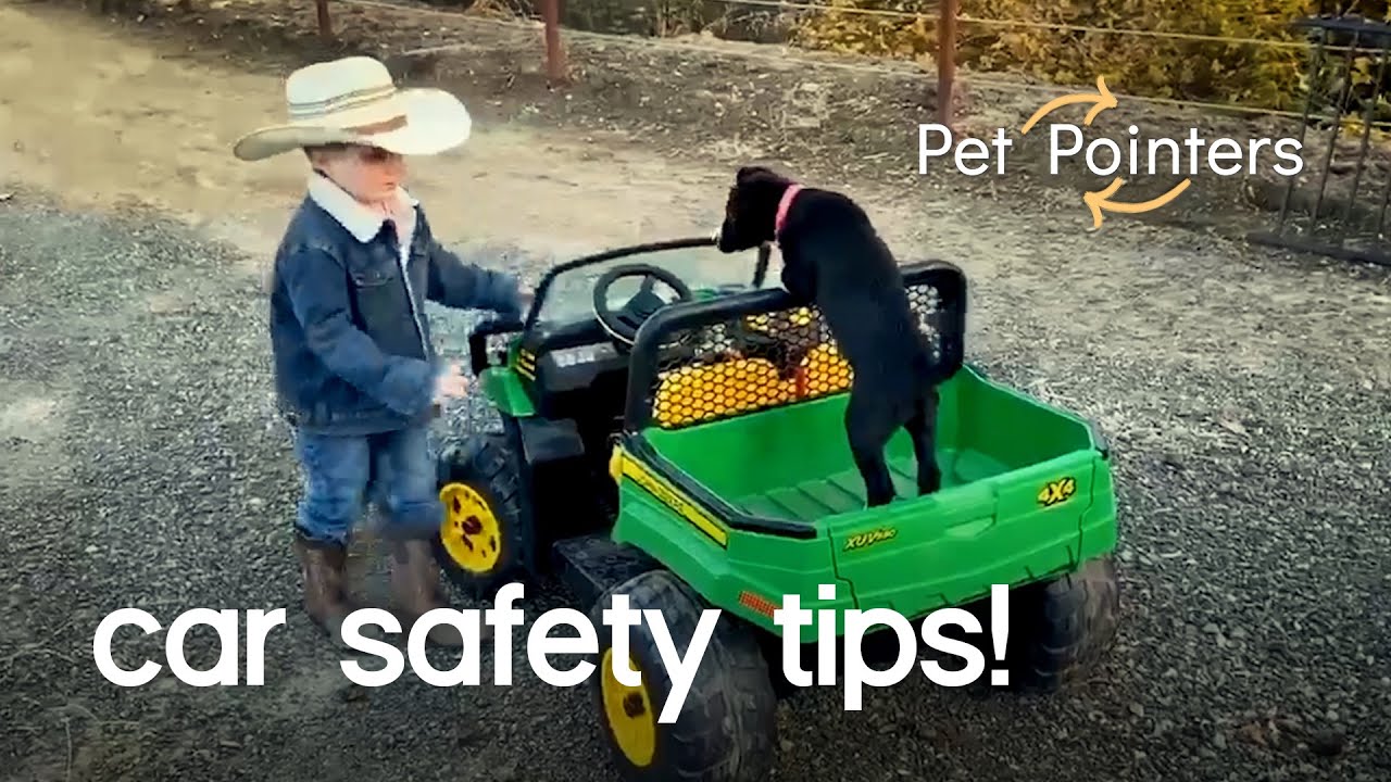 image Car safety pointers for travelling with pets