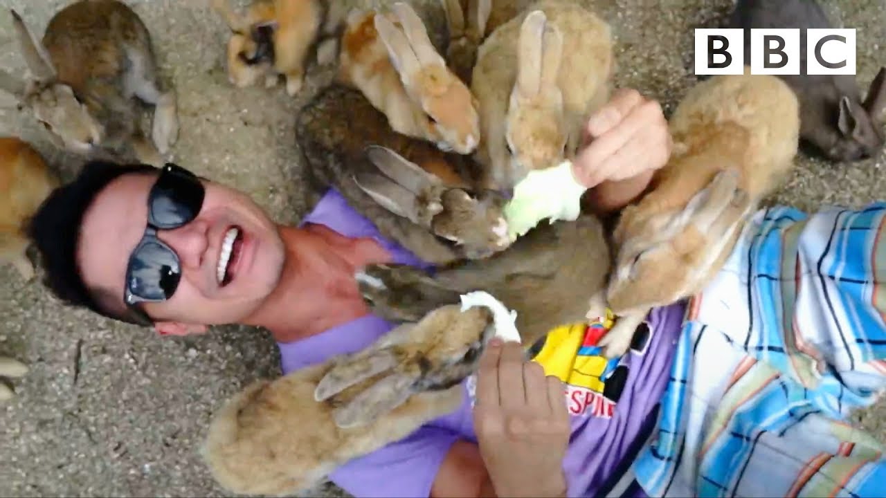 image The island where rabbits are animals of play, not prey