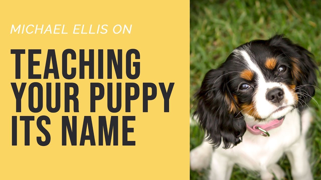 image New puppy training: teaching your pooch their name