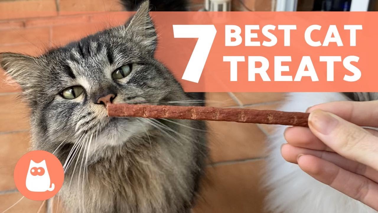 image Seven healthy ways of rewarding your cat