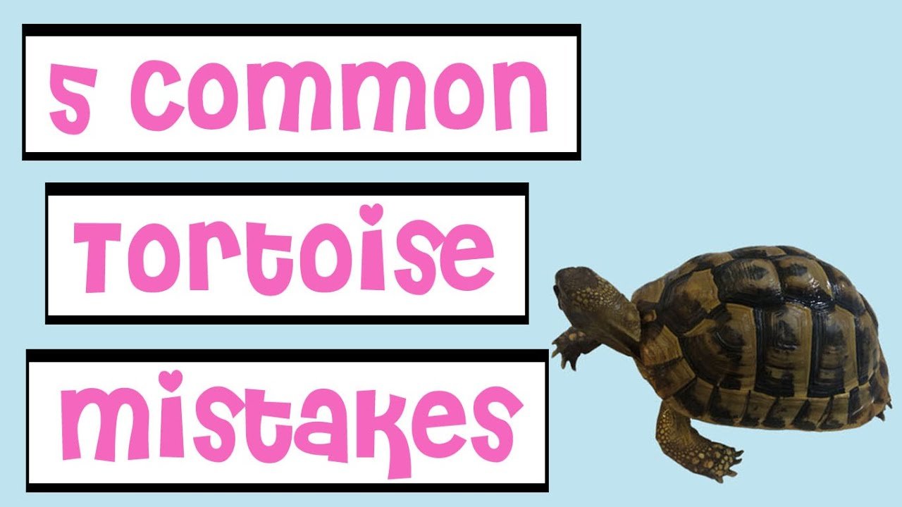 image Five mistakes to avoid before getting a tortoise
