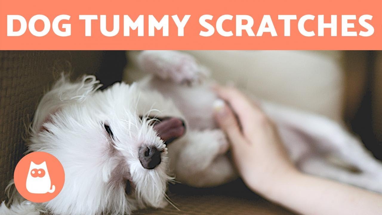 image More than feel-good: why dogs invite belly rubs