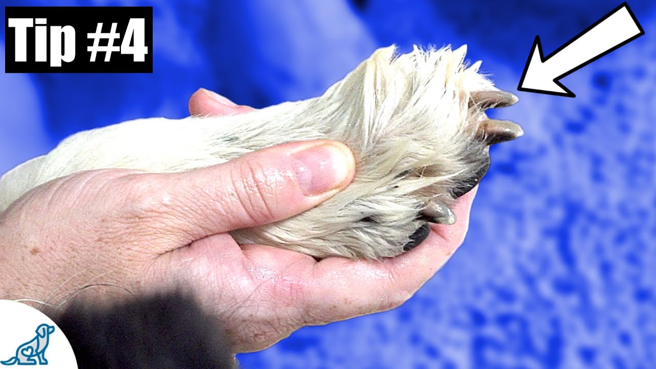 image Seven tips to make trimming your dog&#8217;s nails easier
