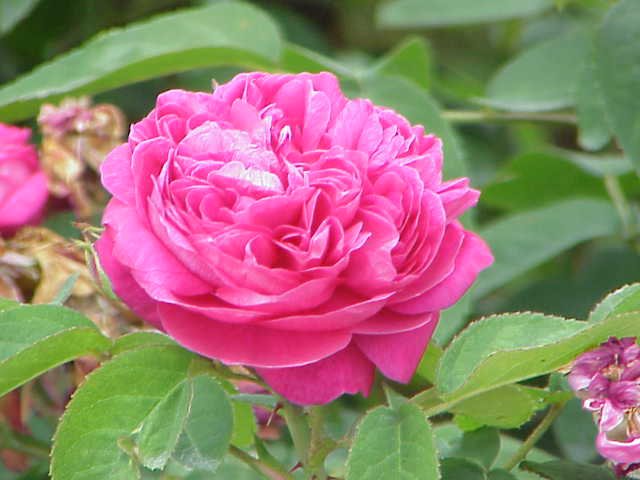 image Plant of the Week: Queen of flowers traditionally associated with goddess of love