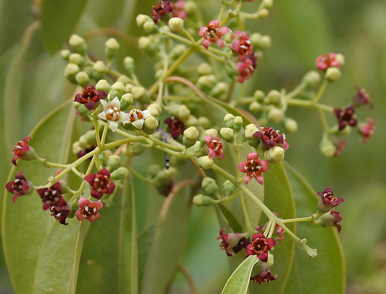 image Plant of the Week: Tree produces one of the world’s oldest perfurmes