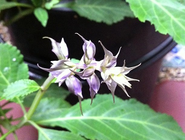 image Plant of the Week: Hallucinogenic plant used to combat witchcraft and curses