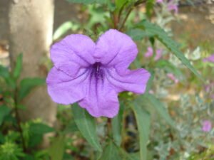 plant of month ruellia close up