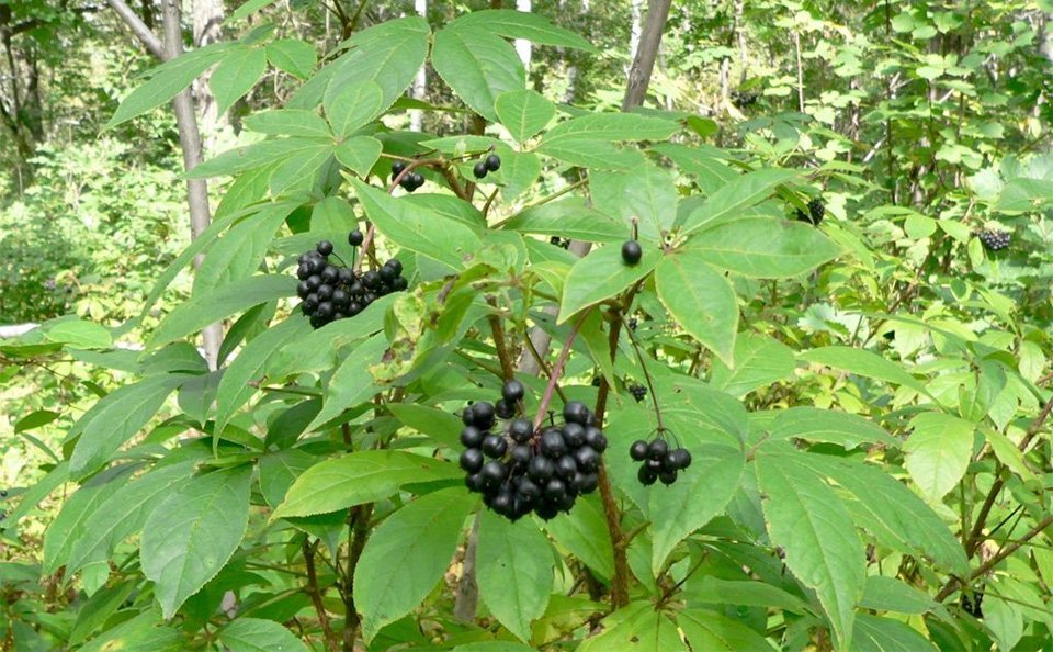 image Plant of the week: Top rated plant for helping stress