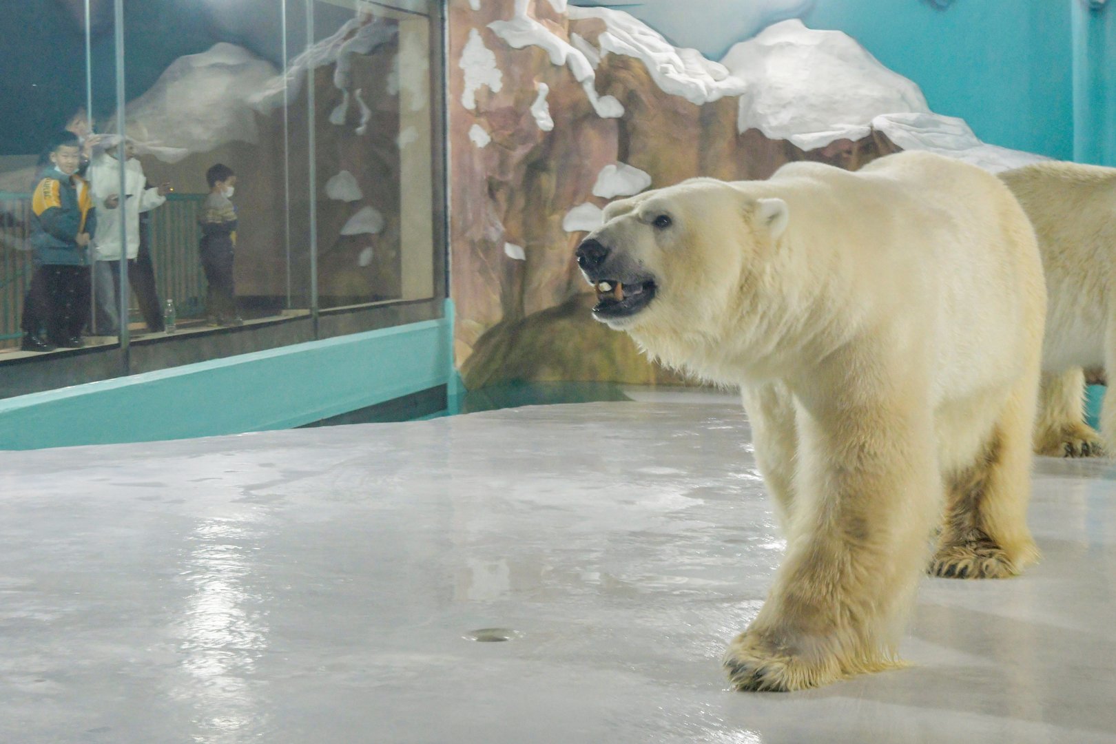 image Chinese &#8216;polar bear hotel&#8217; opens to full bookings, criticism