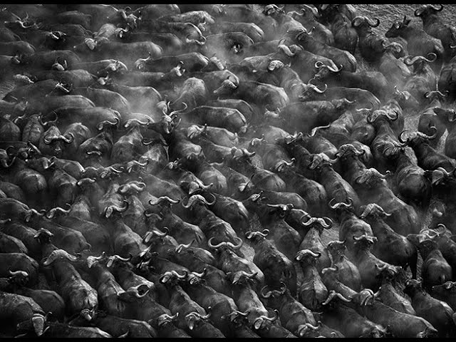 image Natural states: the fragile black-and-white world of Sebastião Salgado