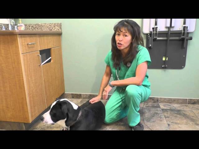 image How to recognise danger signs of &#8216;bloat&#8217; in your dog