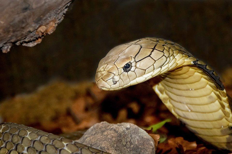 image Cypriot bitten by pet cobra in Greece receives medication from Cyprus